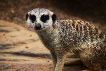Fototapeta premium Meerkat