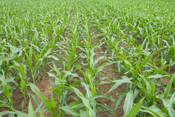 Green corn maize plants on a field. Agricultural landscape