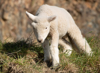 Obraz na płótnie Canvas Lamb climbing a grassy slope