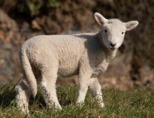 Naklejka na ściany i meble Lamb on grass