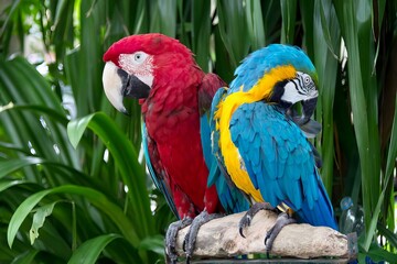 a photography of two colorful parrots sitting on a rock, there are two colorful birds sitting on a...