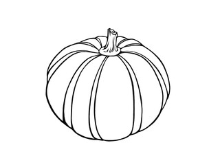 プッチーニカボチャの線画イラスト