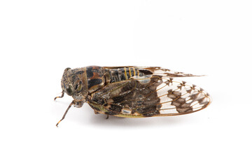 Small cicada ,Platypleura kaempferi isolated on white background.