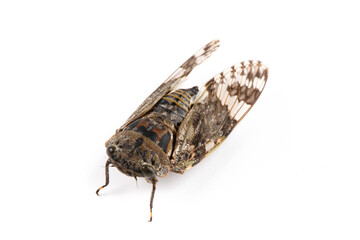 Small cicada ,Platypleura kaempferi isolated on white background.