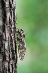 Small cicada ,Platypleura kaempferi on the tree.