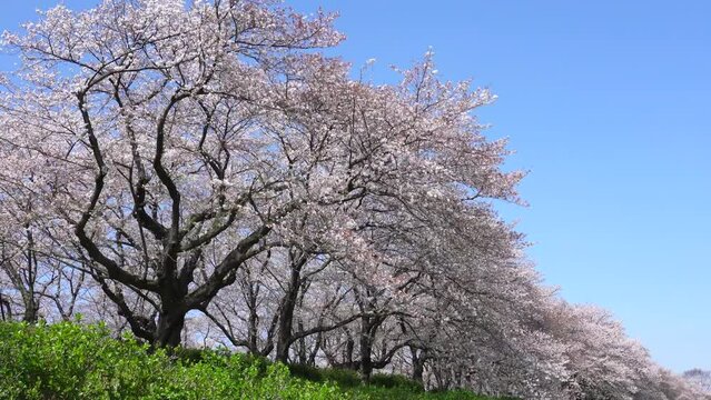 満開の桜の風景　無人