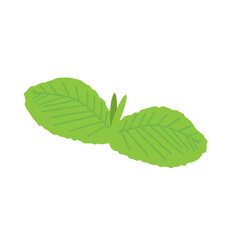 ミント © KAZUOMI