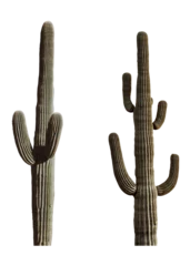 Papier Peint photo Cactus cactus in the desert transparent for asset