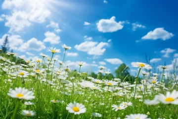 Foto op Canvas A beautiful, sun-drenched spring summer meadow. Natural colorful panoramic landscape with many wild flowers of daisies against blue sky. A frame with soft selective focus © Robin