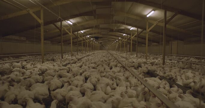 Industrial Chicken Factory Farm - United Kingdom