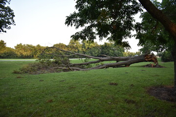 Large Fallen Tree in Grass Field in Park after Storm in Tulsa Oklahoma