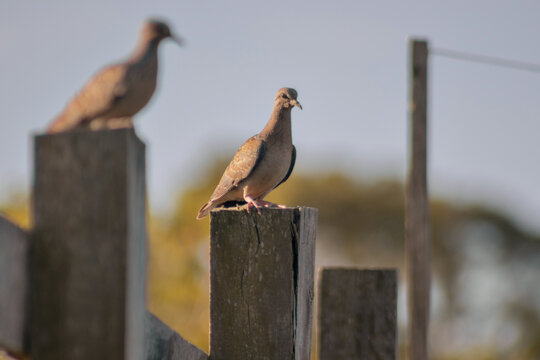 pombo