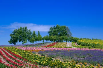 Fotobehang 亜斗夢の丘の花畑と林 © kiyo