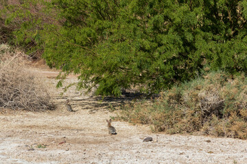 Rabbit in the sunshine by bushes