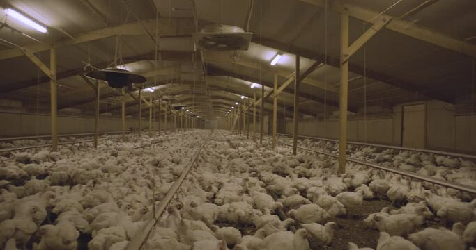 Industrial Chicken Factory Farm - United Kingdom