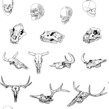 Seamless pattern of human, lion, cow and moose skulls. Vector illustration. Hand drawn style.