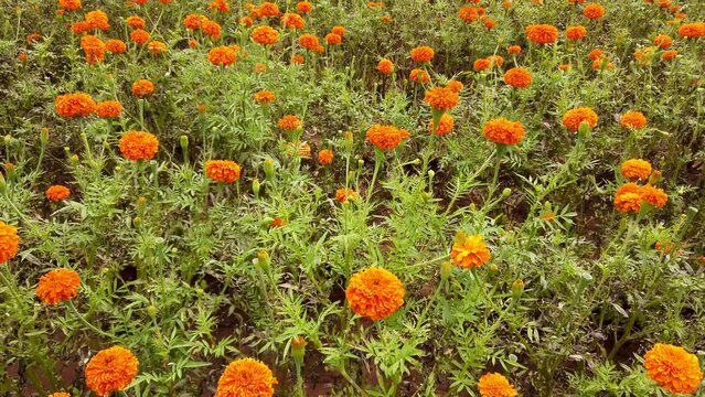 Coorg, Karnataka, India-August 23 2022; A Bewitching view of the Marigold plants and Orange flowers in full bloom at an agriculture field in Coorg district of Karnataka in India.
