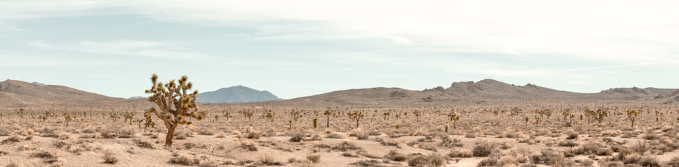 Joshua Tree in a desert panorama near Death Valley. Landscape photo.