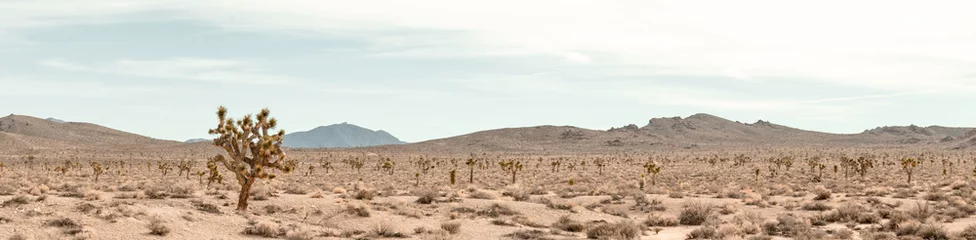 Crédence de cuisine en verre imprimé Couleur saumon Joshua Tree in a desert panorama near Death Valley. Landscape photo.
