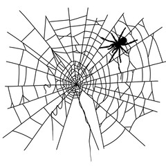 Obraz premium Halloween spider web and spider black doodle outline.
