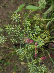 fennel plant growing fennel , fennel plant, photo of fennel plant