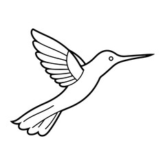 Hummingbird Illustration. Hummingbird Line Sketch