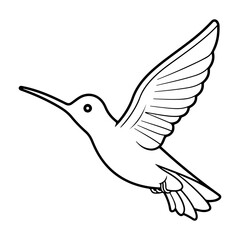 Hummingbird Illustration. Hummingbird Line Sketch