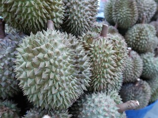 Closed up nature durian, Thai famous fruit which have green thorn but good taste.