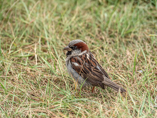 A sparrow on a grassy field looks into the camera. Сity birds