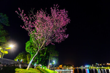 Cherry tree bloom at night along the roadside in Da Lat, Vietnam