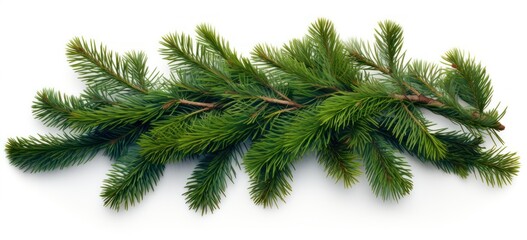 Obraz premium Floral mistletoe on festive fir tree branches.