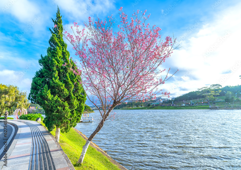 Wall mural cherry tree bloom along the road side in the sunny spring morning in da lat, vietnam