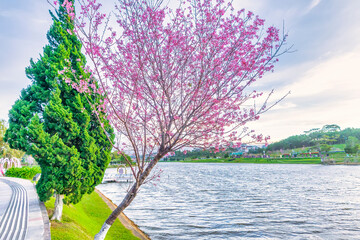 Cherry tree bloom along the road side in the sunny spring morning in Da Lat, Vietnam