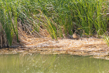 Canada goose in the reeds
