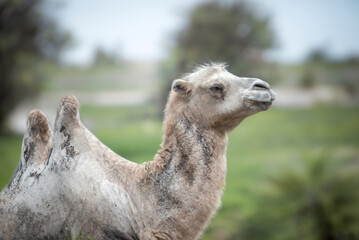 young camel on a blurry background, close-up, selective focus