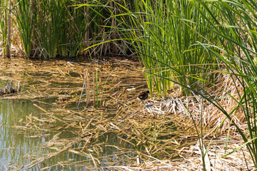 Moorhen in the reeds