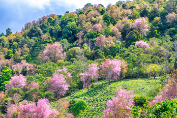 Forest full of wild sakura is blooming in springtime 2023 in the highlands of Da Lat, Vietnam. The...