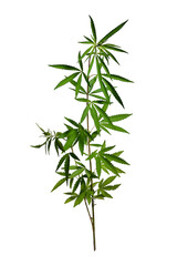 Wild cannabis plant isolated on transparente background.