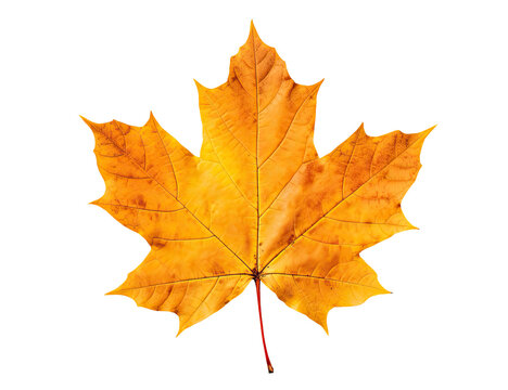 Yellow autumn maple leaf isolated on transparent background
