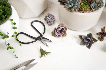 Scissors, secateurs and Echeveria Succulent house plant cuttings on a table