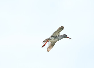 hummingbird in flight