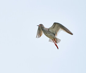 red billed kite