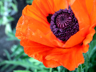 bright decorative red poppy in the garden on a blurred natural background