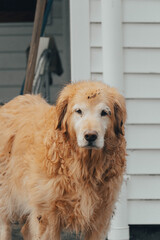 golden retriever dog