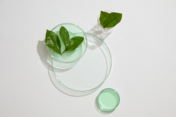 Transparent podium in round shaped arranged with a beaker and petri dishes of green tea leaves and...