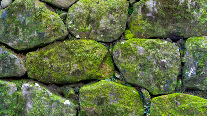 Moss covered on the Stone Wall. Old stone wall overgrown with moss. Background, Wallpaper Moss on rock wall. Texture of old stone wall covered green moss.