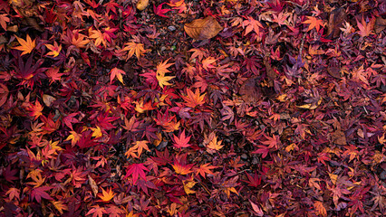 Photo from Top view of colorful autumn leaves on the ground. Yellow and Red maple leaves laying on the forest ground. Fall leaves indicating the seasonal change.  