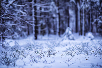 The forest is covered with snow. Frost and snowfall in the park. Winter snowy frosty landscape.