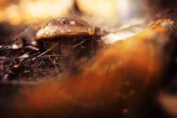 Mushroom caps amid a pile of brown leaves on the forest floor on a fall day in Germany.