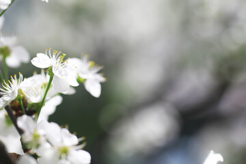 White flowers on a green bush. Spring cherry apple blossom. The white rose is blooming.